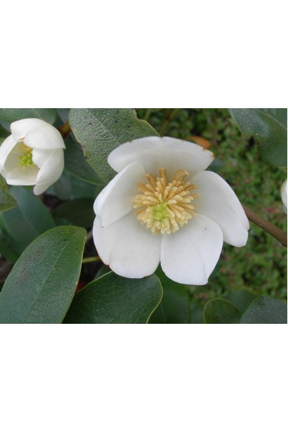 Magnolia laevifolia Гейлс Фейворіт квіти 